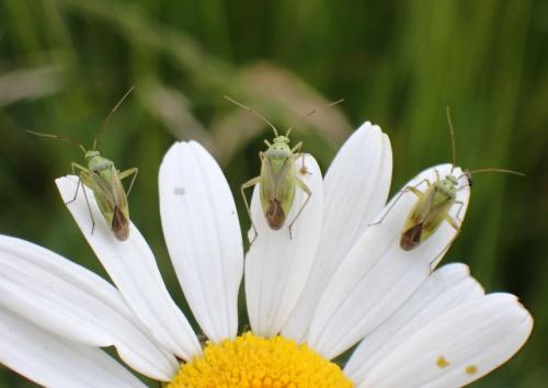 Closterotomus norwegicus